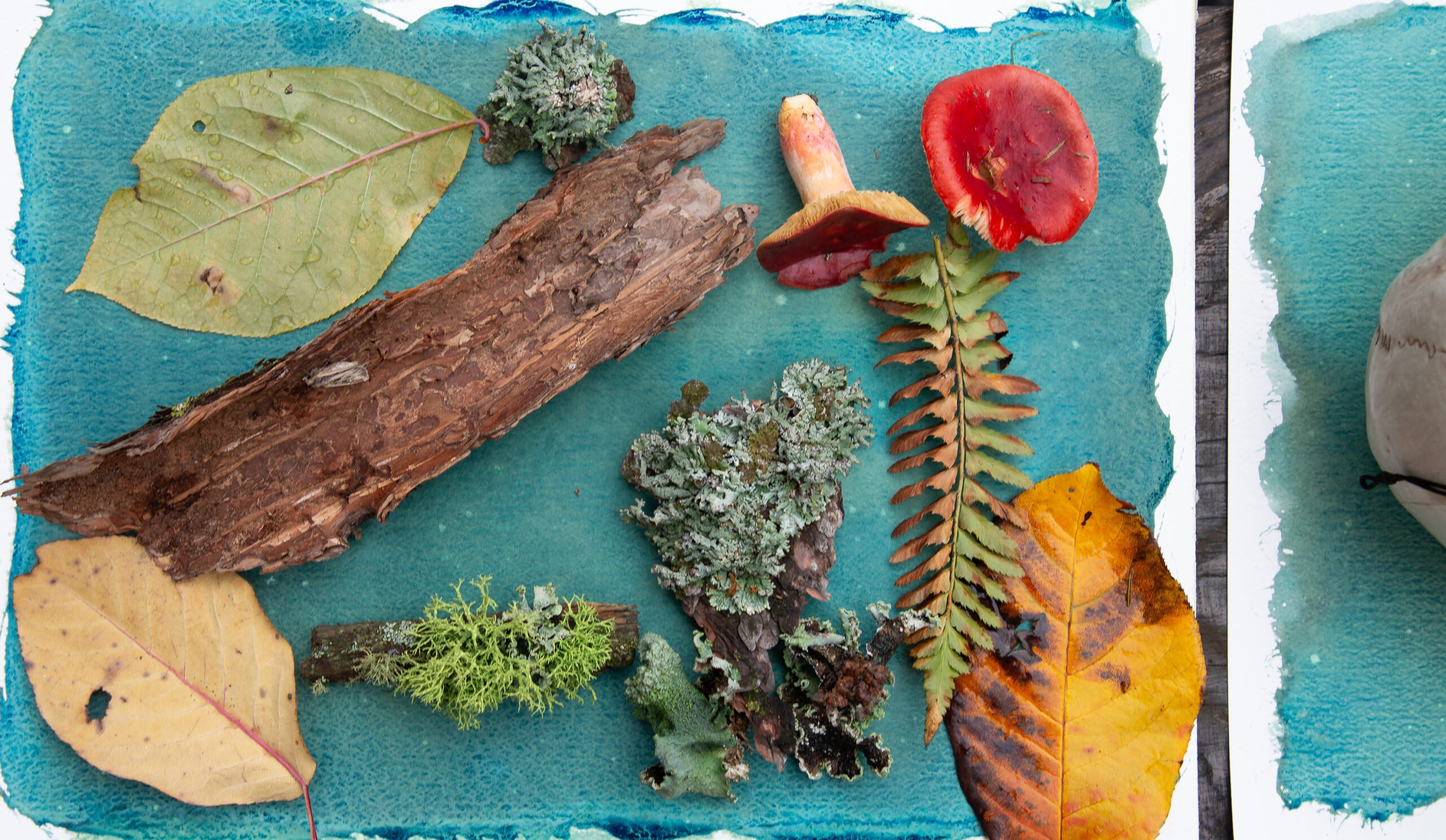 Objects from nature on cyanotype paper