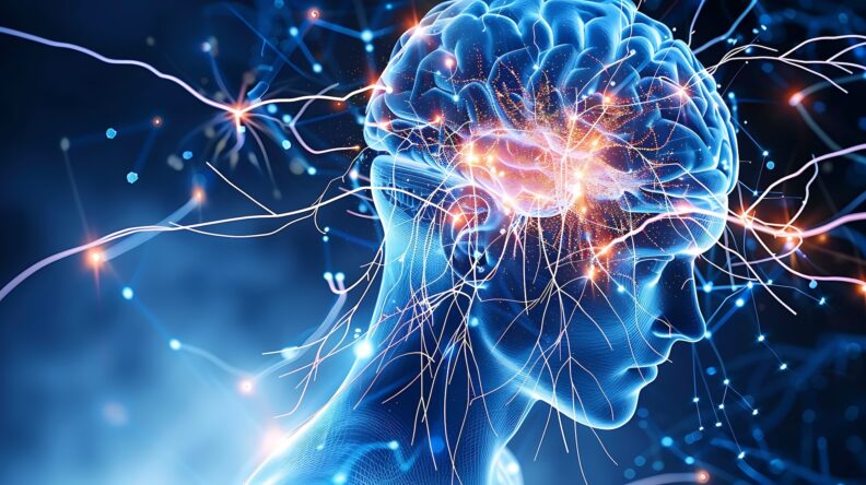 Human Brain Anatomy, Neural Network, Cognitive Function