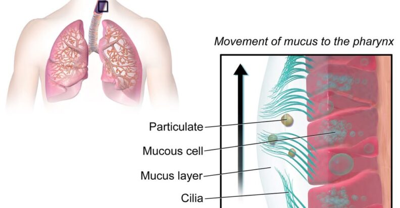 Medical illustration explaining the movement of mucus in the respiratory system.