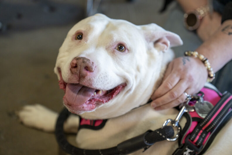 A white dog attending the recent Healthy People + Healthy Pets event, Spring 2025.