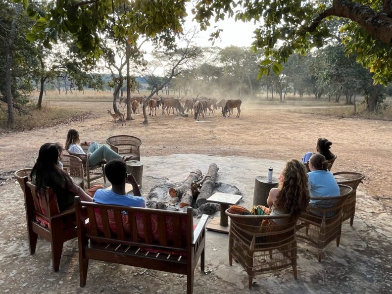 Kudu being fed at the Nsobe Game Camp in Zambia. Photo: Greer Bainbridge.