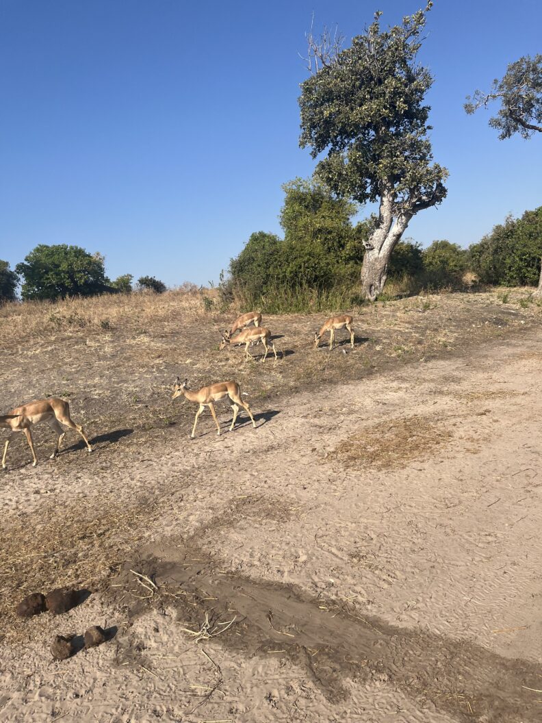 Not long after entering the reserve, we encountered our first wildlife sightings of the day. Seeing impalas freely roaming their natural habitat was an exciting introduction to the incredible diversity of animals found throughout Botswana’s protected areas and set the stage for the many memorable encounters that followed including a majority of the big 5- elephants, lions, and water buffaloes in addition to monkeys, kudu’s, squirrels, elephants, hippo's, and crocodiles among others. Photo: Abdinasir Hussein.