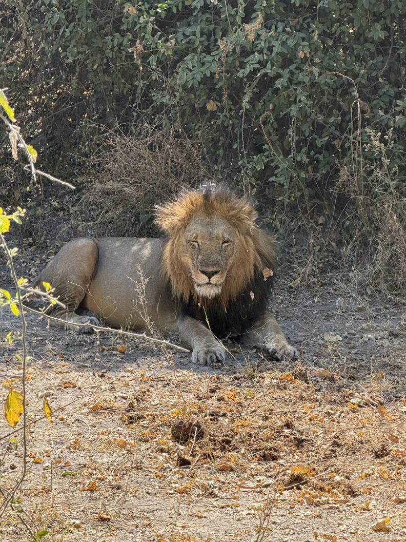 An extra photo from our time of the safari of the male lion. Photo: Greer Bainbridge.