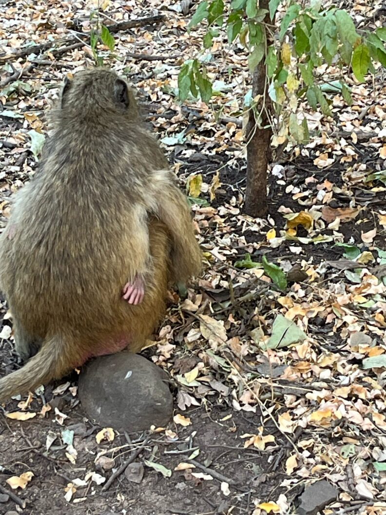 This is a baboon from behind, we saw many of these during our time in Livingstone. Photo: Greer Bainbridge.
