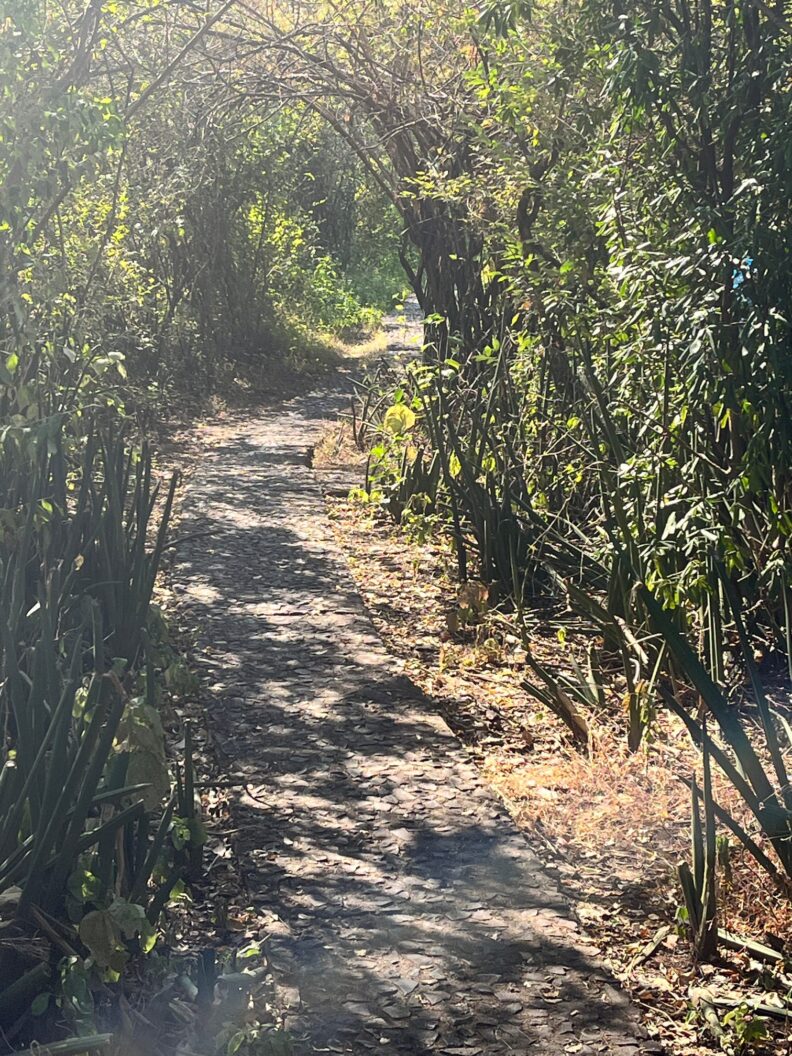 This is a picture of the path and greenery we walked through around the falls. Photo: Greer Bainbridge.