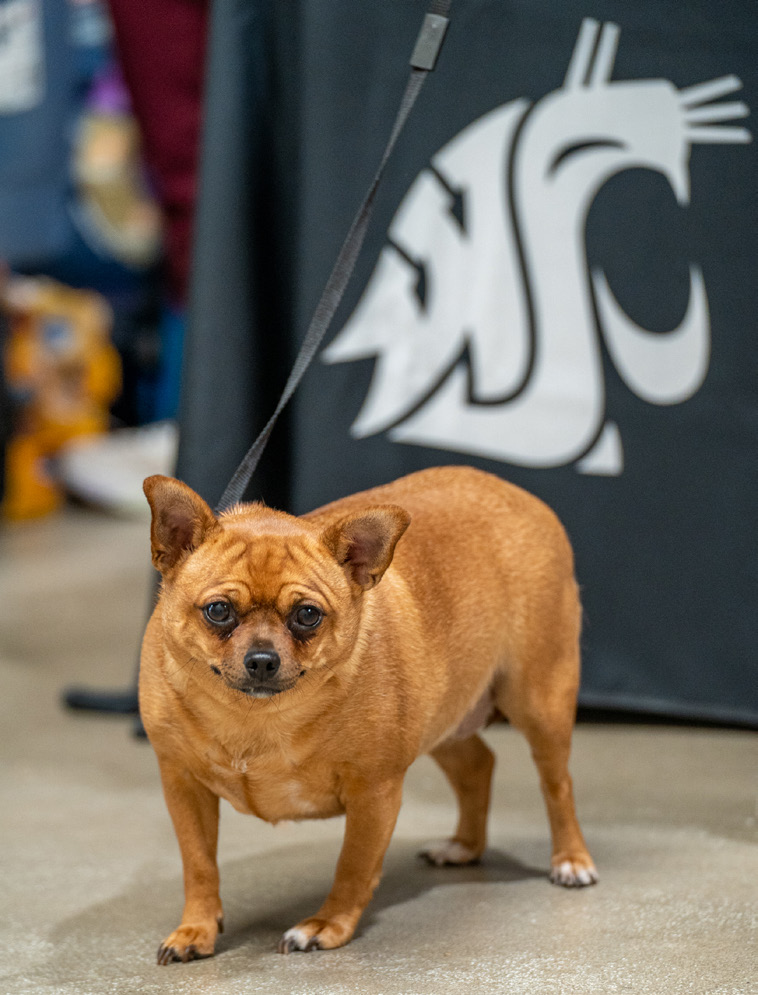 A small brown dog on a leash stands in front of a WSU Cougar banner at the Healthy People + Healthy Pets event.