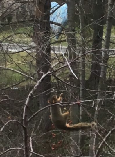 squirrel outside French Admin