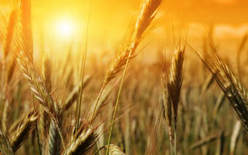 Golden Wheat lit by the setting sun.