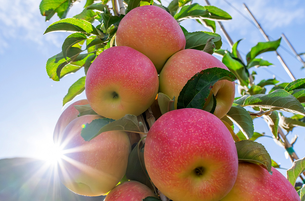 Glinting sunlight illuminates Sunflare apples growing in late summer 2024 at WSU's Sunrise Research Orchard near Wenatchee, Wash.