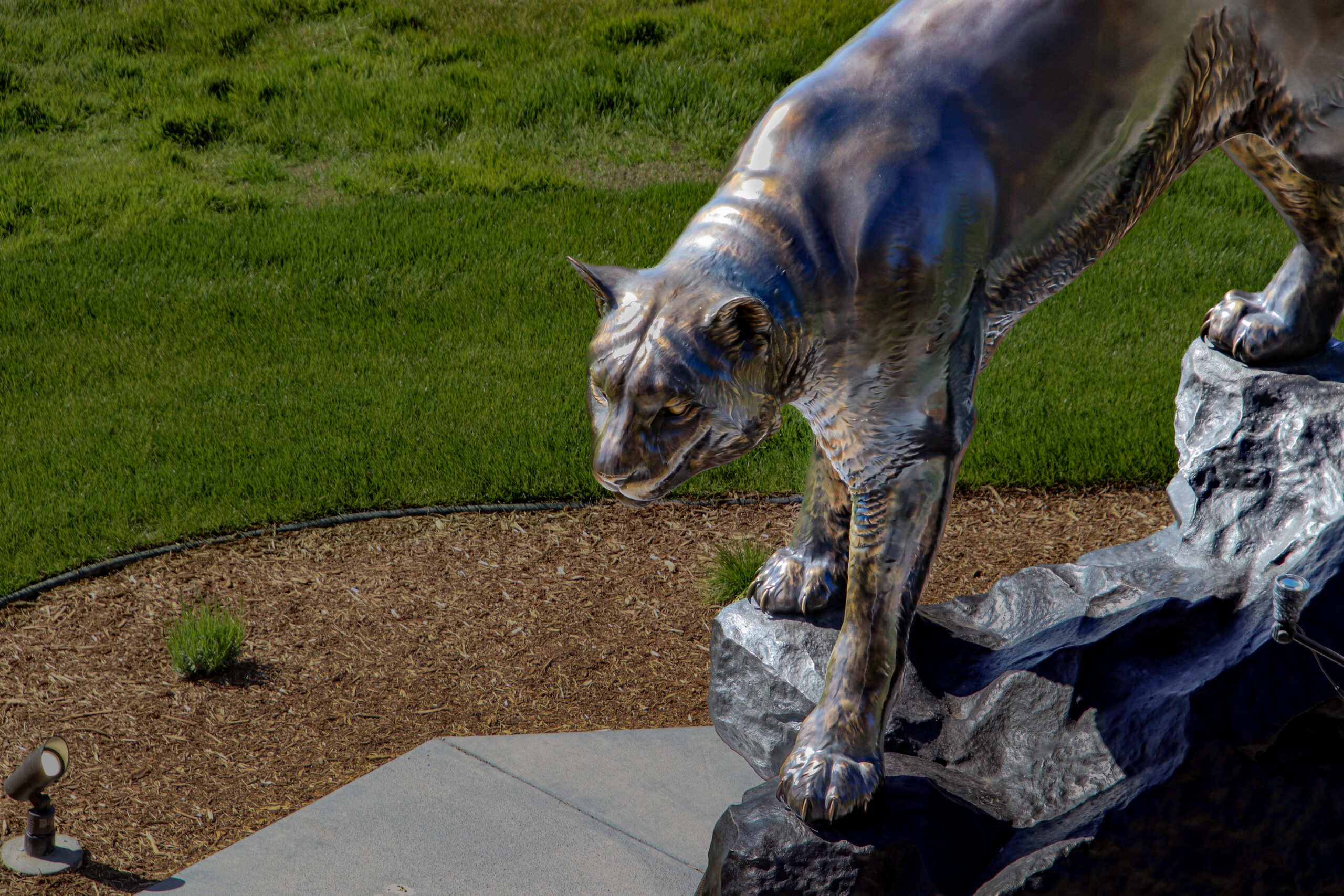 Cougar statue on campus