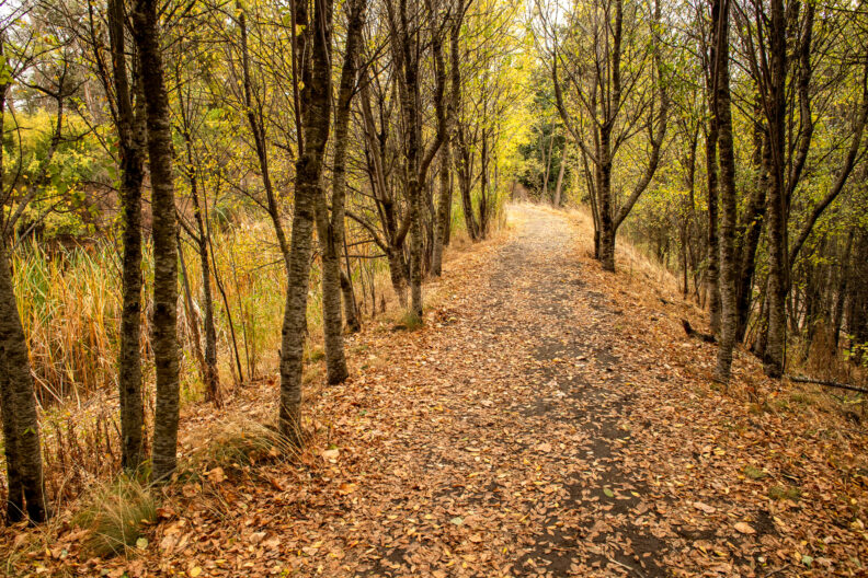 Fall colors seen in a serene setting while walking on the path to the Arboretum Pond on the Pullman campus of Washington State University.