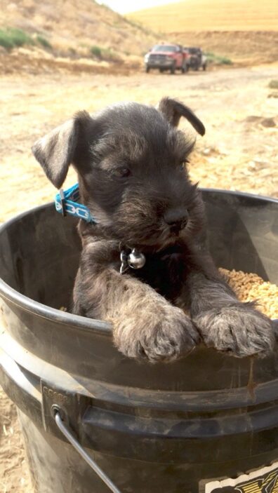 Photo submitted for APAC photo contest