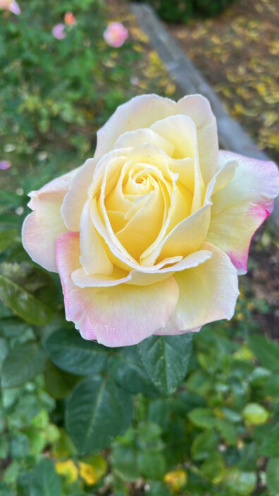 Photo submitted for APAC photo contest