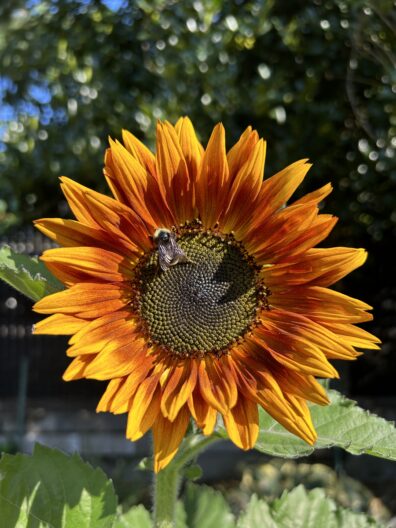 Photo submitted for APAC photo contest