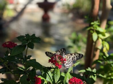 Photo submitted for APAC photo contest