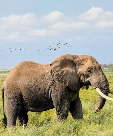 Photo submitted for WSU APAC photo contest