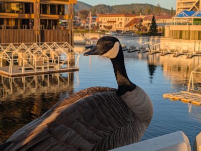 Photo submitted for WSU APAC photo contest