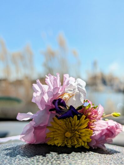 Photo submitted for WSU APAC photo contest