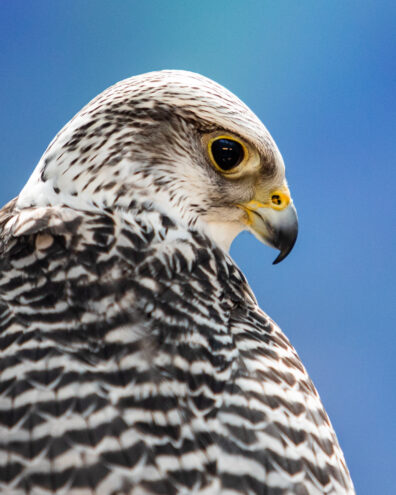 Photo submitted for WSU APAC photo contest