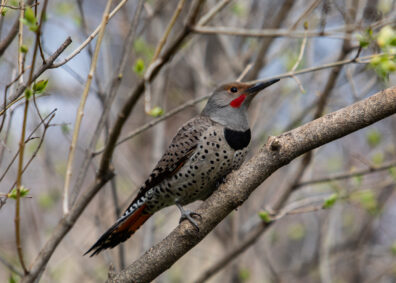 Photo submitted for WSU APAC photo contest