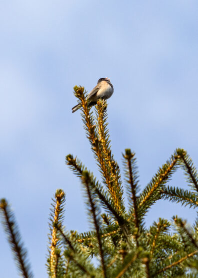 Photo submitted for WSU APAC photo contest