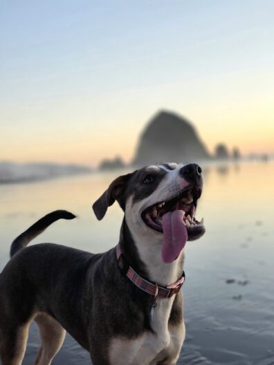 Photo submitted for WSU APAC photo contest