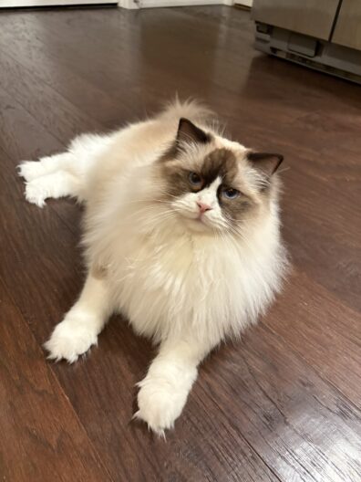 Photo submitted for WSU APAC photo contest