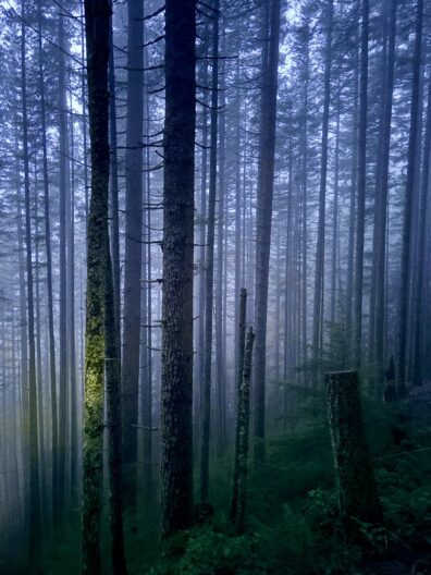 Photo submitted for WSU APAC photo contest