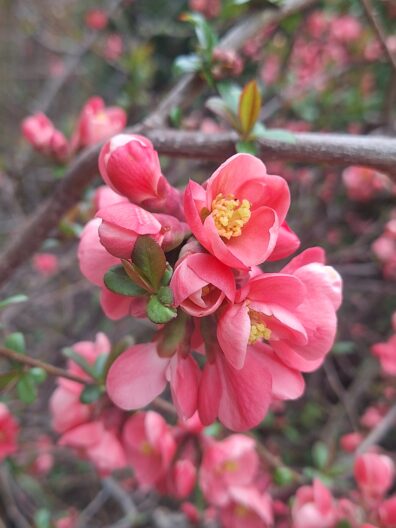 Photo submitted for WSU APAC photo contest