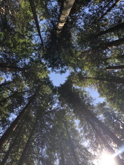 Photo submitted for WSU APAC photo contest