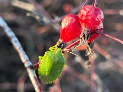 Photo submitted for WSU APAC photo contest