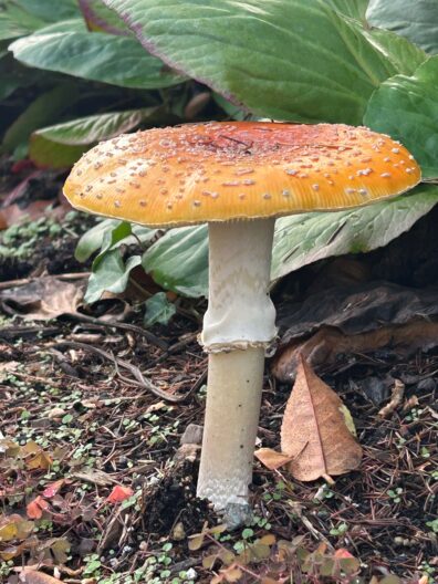 Photo submitted for WSU APAC photo contest