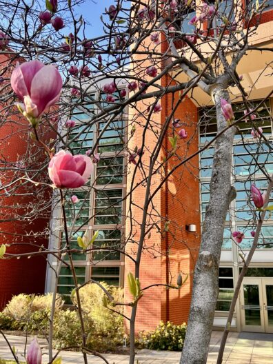 Photo submitted for WSU APAC photo contest