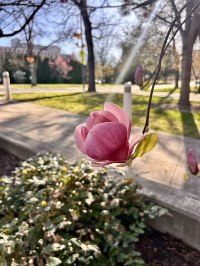 Photo submitted for WSU APAC Photo contest