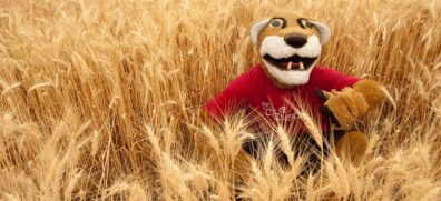 WSU Butch mascot in a wheat field