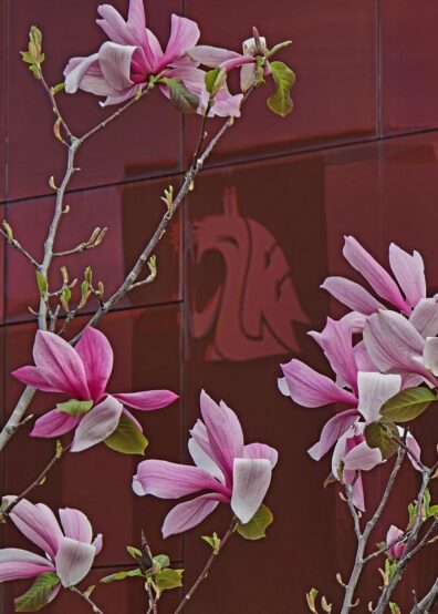 Photo submitted for WSU APAC photo contest