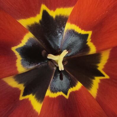 Photo submitted for WSU APAC photo contest