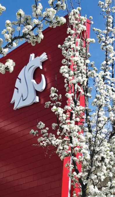 Photo submitted for WSU APAC photo contest