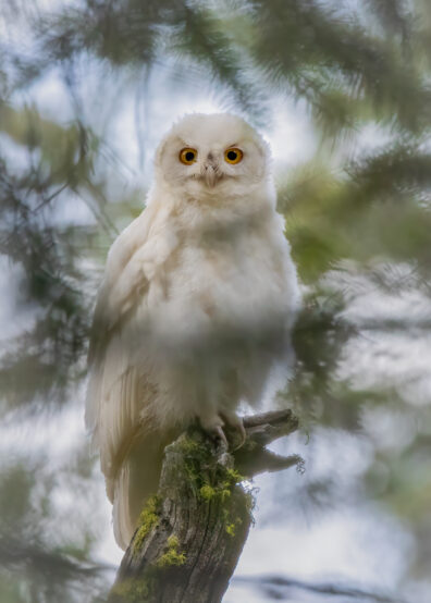 Photo submitted for WSU APAC photo contest