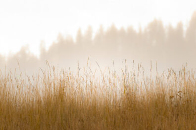 Photo submitted for WSU APAC photo contest