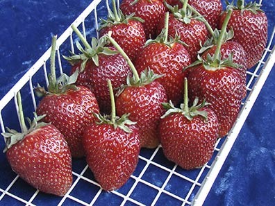 Wire rack containing picked Puget Crimson strawberries.