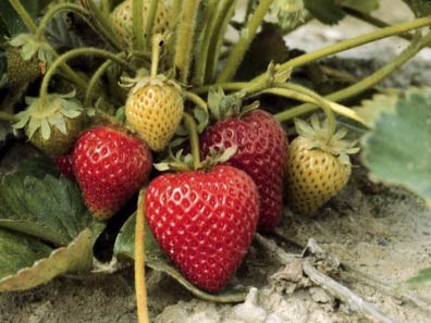 Puget Reliance strawberries on the plant.