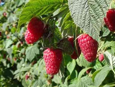 Cascade Premier (WSU 2166) fruit on the plant.