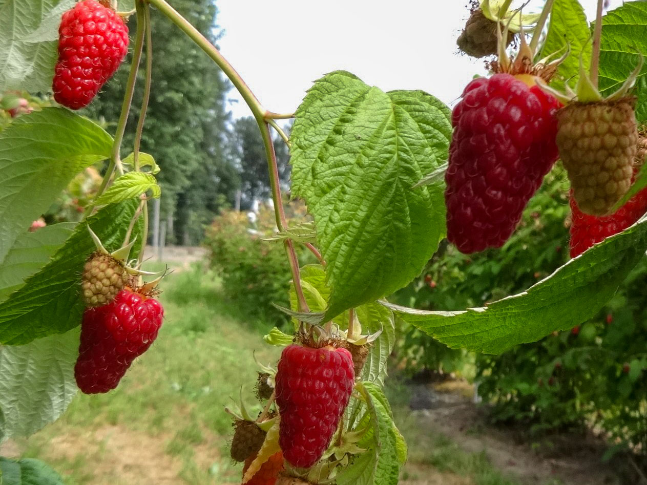 Long conical raspberries growing on a plant.