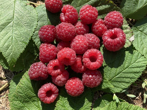 Long conical raspberries growing on a plant.