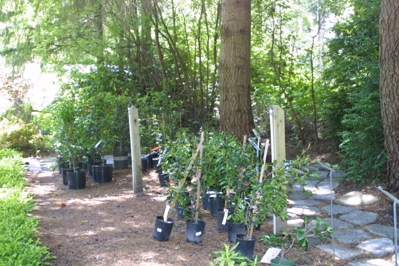 potted saplings in groups next to a stone path