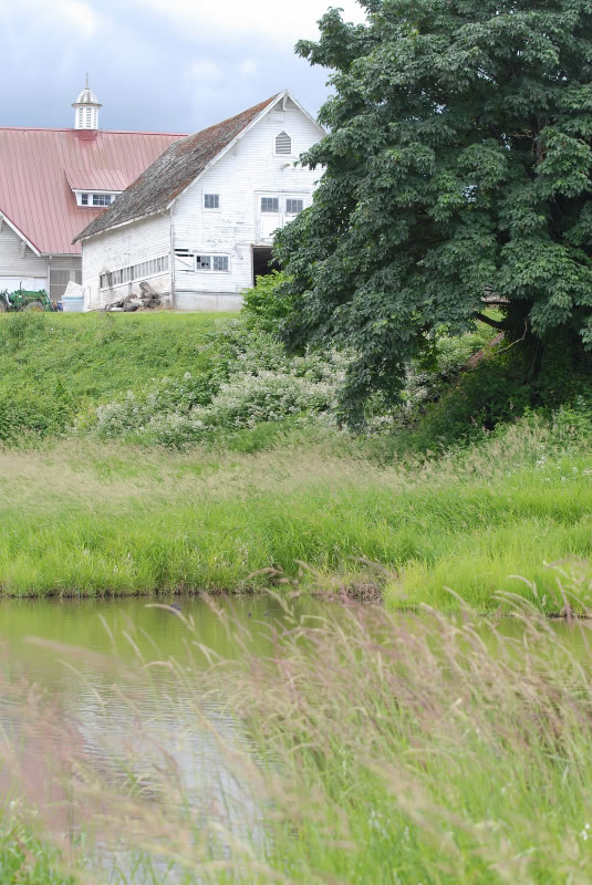 a pond surrounded by grasses with a white barn behind