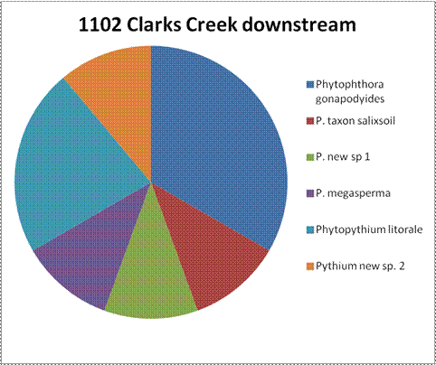 A circle graph without numbers for the percentages indicating the species test results from site 1102 Clarks Creek downstream. The most samples were identified as Phytophthora gonapodyides, followed by Phytopythium litorale. The other four had approximately the same amount of results: Phytophthora taxon salixsoil, Phytophthora new sp 1, Phytophthora megasperma, and Pythium new sp 2.
