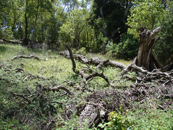 a clearing in a mixed conifer/broadleaf forest. On the ground is a large amount of twisty dead wood. A large trunk with a jagged top sticks up from the ground in the top left of the frame.