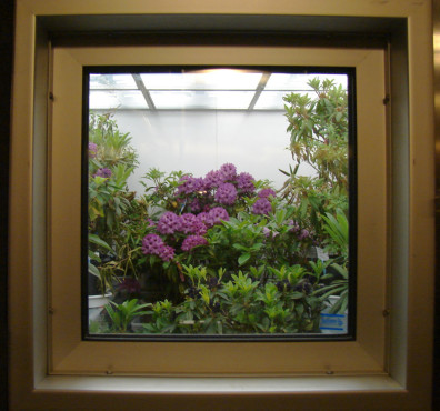various small plants and shrubs seen through a square window with metal surrounding it. Centered in the frame is a shrub with domed, dark pink flowers. The ceiling of the chamber containing the plants is made of six square fluorescent lights held together with metal strips.